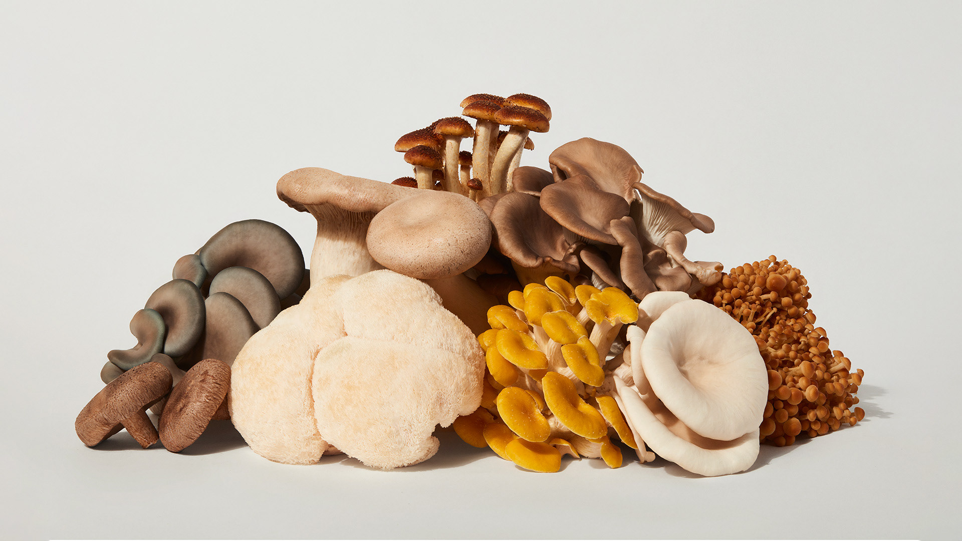 Logotype, logo, art direction, packaging and merchandise for mushroom business Full Pin by Rethink